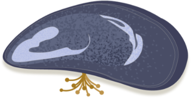 Illustration of a mussel anchored by byssal threads