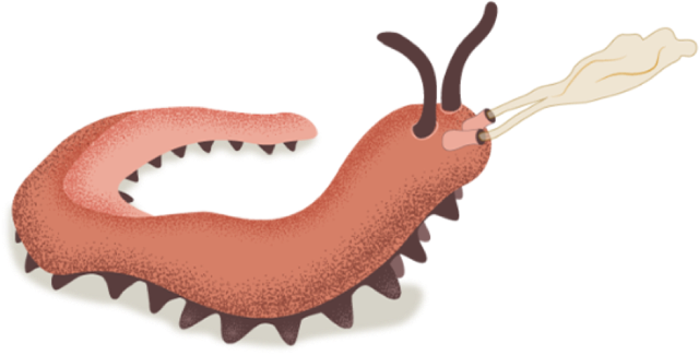 Illustration of a velvet worm ejecting slime